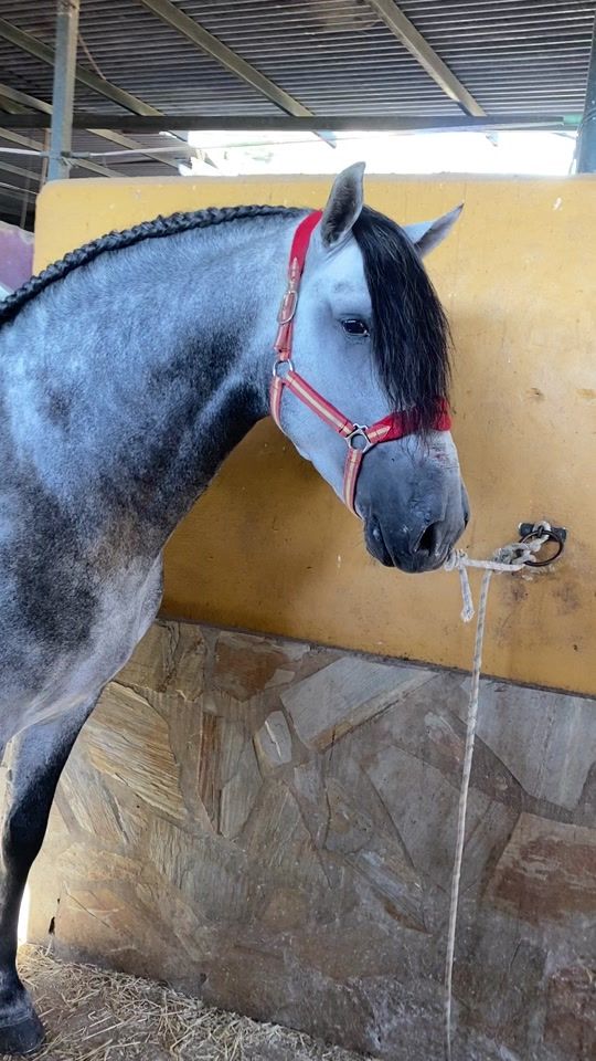 TikTok video thumbnail by caballoshermanosmoyano