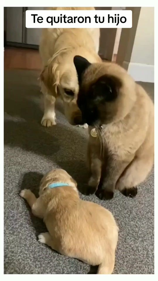 TikTok video thumbnail by animales.gracioso