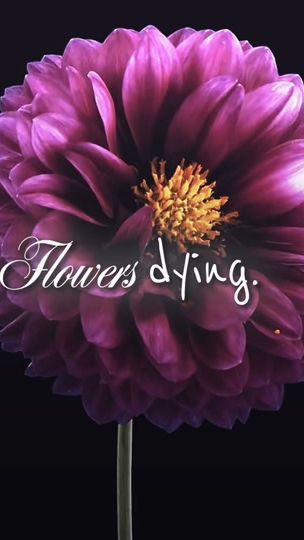 TikTok video thumbnail by st7vrs