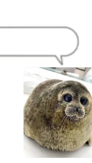 TikTok video thumbnail by i_lovesealsss