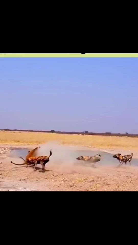 TikTok video thumbnail by animalworldnew25