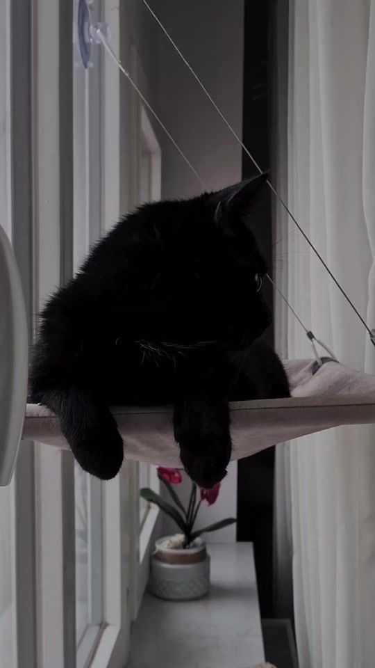 TikTok video thumbnail by marythecrazyheadcat