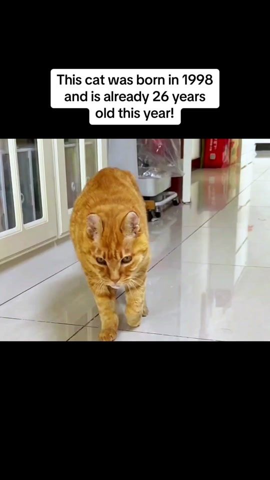 TikTok video thumbnail by cattutu0