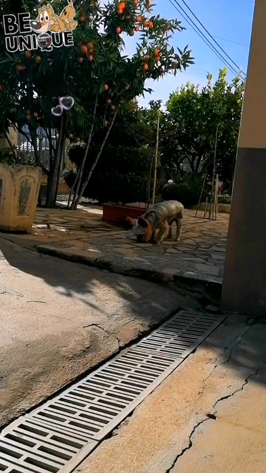 TikTok video thumbnail by andreiapatricia88snoopy