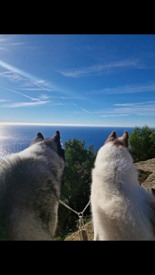 TikTok video thumbnail by siberianhusky83