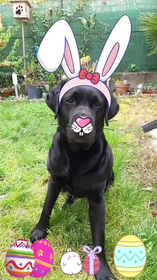 TikTok video thumbnail by linklelabrador