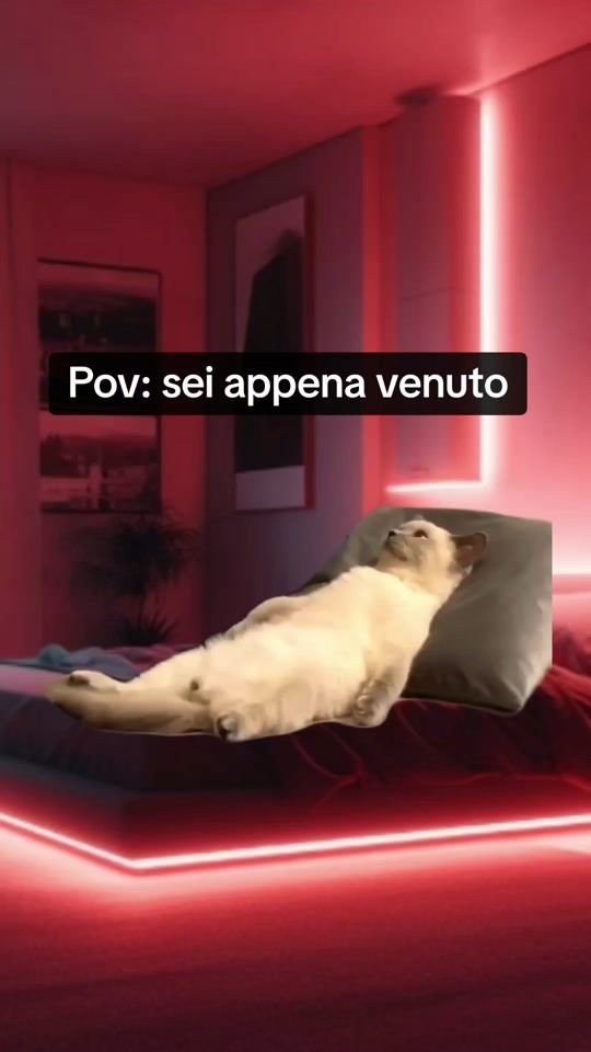 TikTok video thumbnail by memefollia