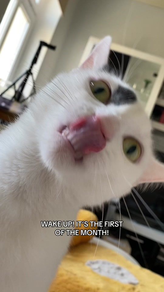 TikTok video thumbnail by raymondthecatman