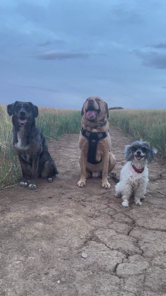 TikTok video thumbnail by bordermixpeggy