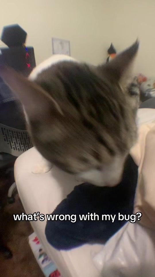 TikTok video thumbnail by vann_tastic