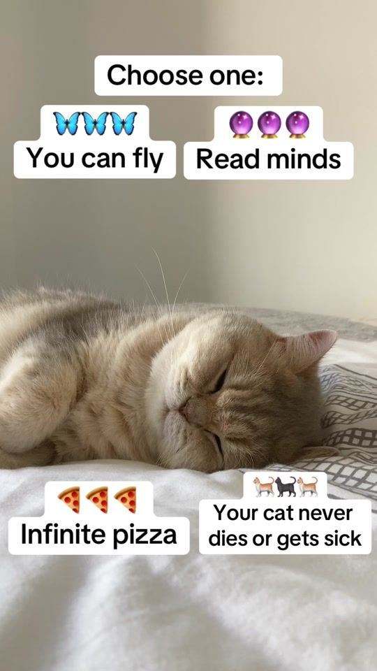 TikTok video thumbnail by mbecats
