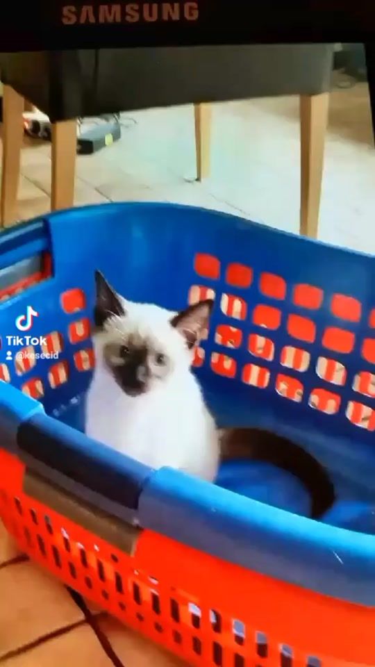 TikTok video thumbnail by kesecid