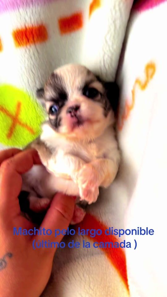 TikTok video thumbnail by la_alegria_del_aljarafe