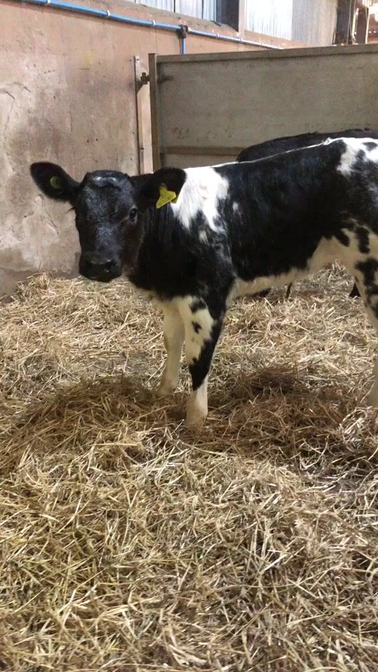 TikTok video thumbnail by shropshire_shepherdess