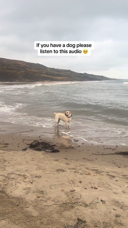 TikTok video thumbnail by greedyboyarchie