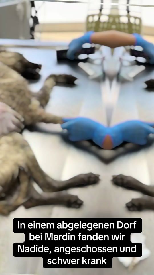 TikTok video thumbnail by saphre_pfotenhilfe