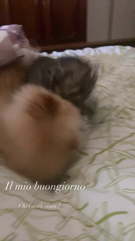 TikTok video thumbnail by francescatedesco29