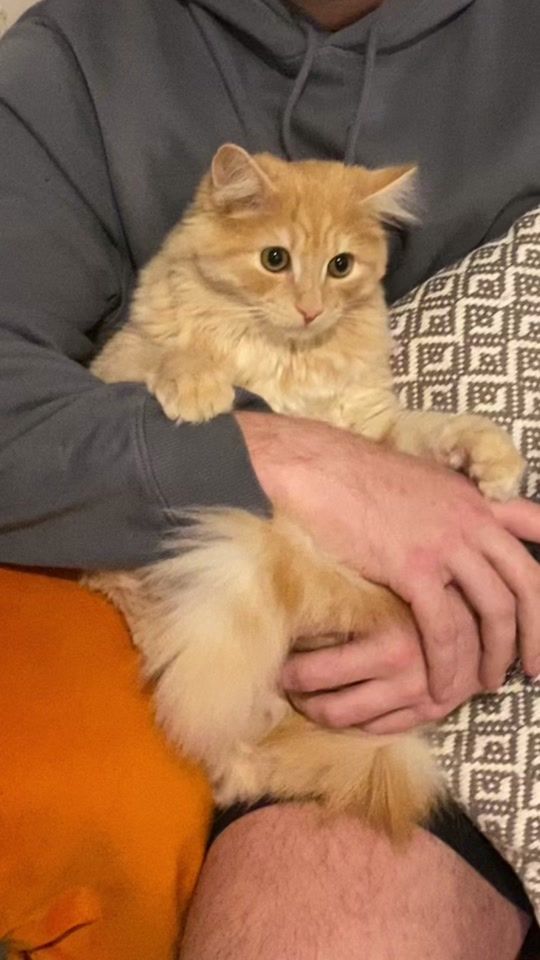 TikTok video thumbnail by bagelnbeans