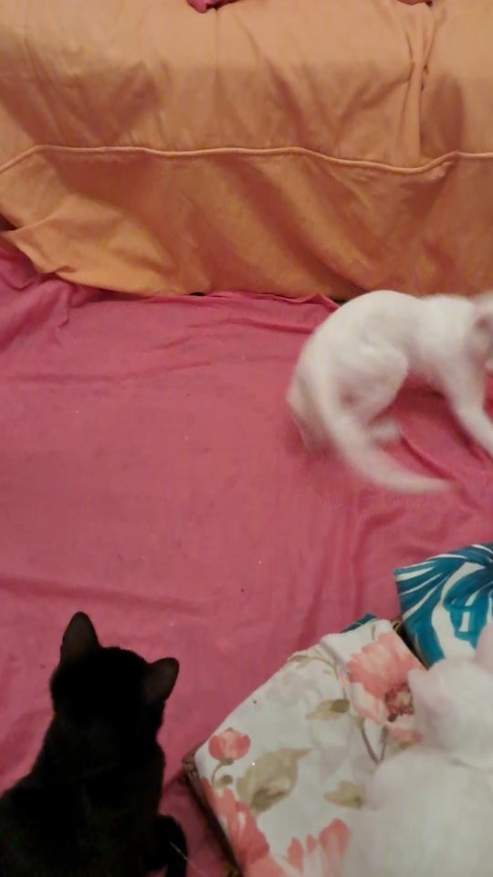 TikTok video thumbnail by khade244