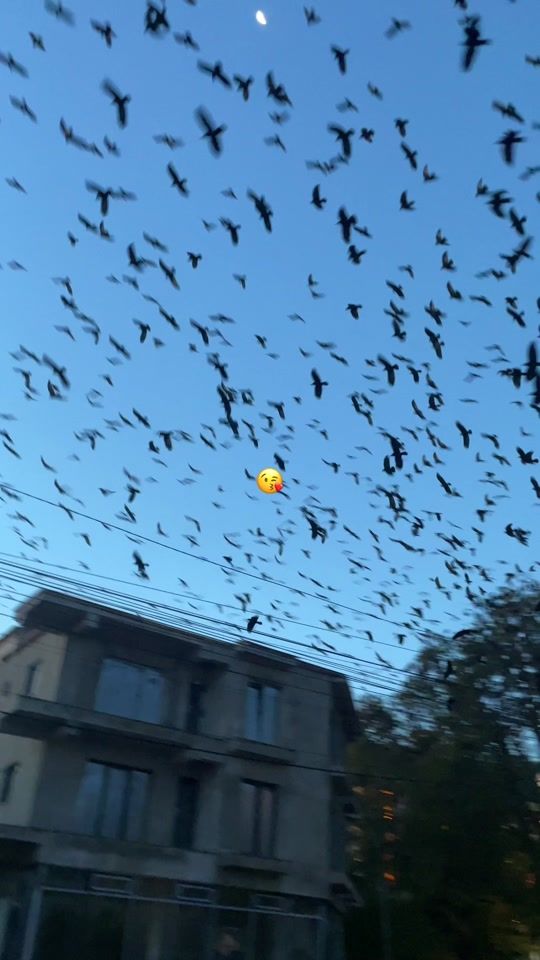 TikTok video thumbnail by alex.offc.17