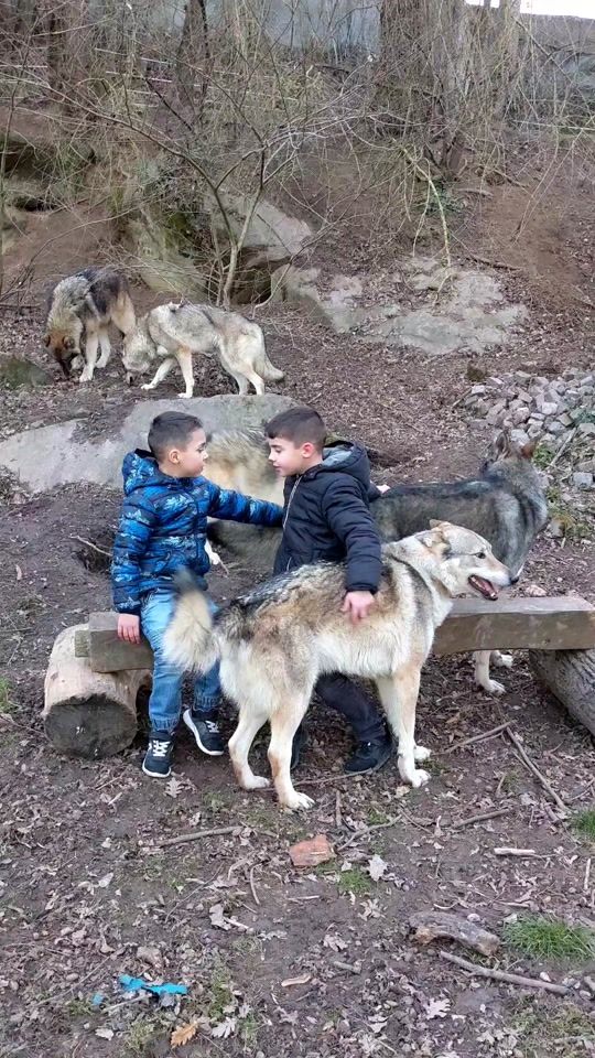 TikTok video thumbnail by wolfblood_kennel