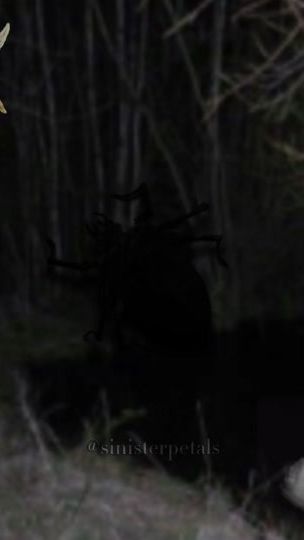 TikTok video thumbnail by sinisterpetals
