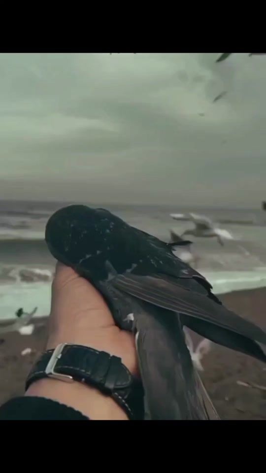 TikTok video thumbnail by rifi_star