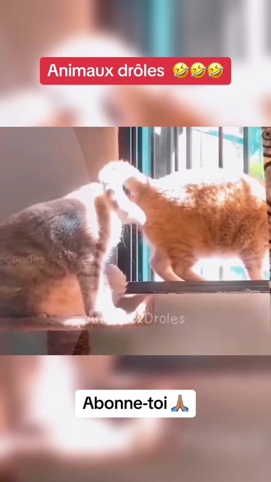 TikTok video thumbnail by animauxdrolees