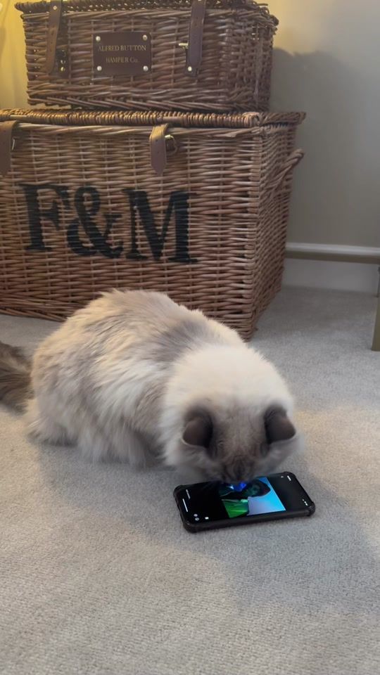 TikTok video thumbnail by dollytheragdoll