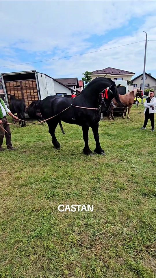 TikTok video thumbnail by costesirbu