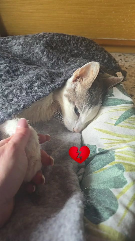 TikTok video thumbnail by lisacastiello