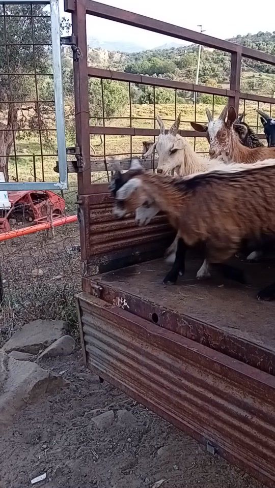 TikTok video thumbnail by massaru89