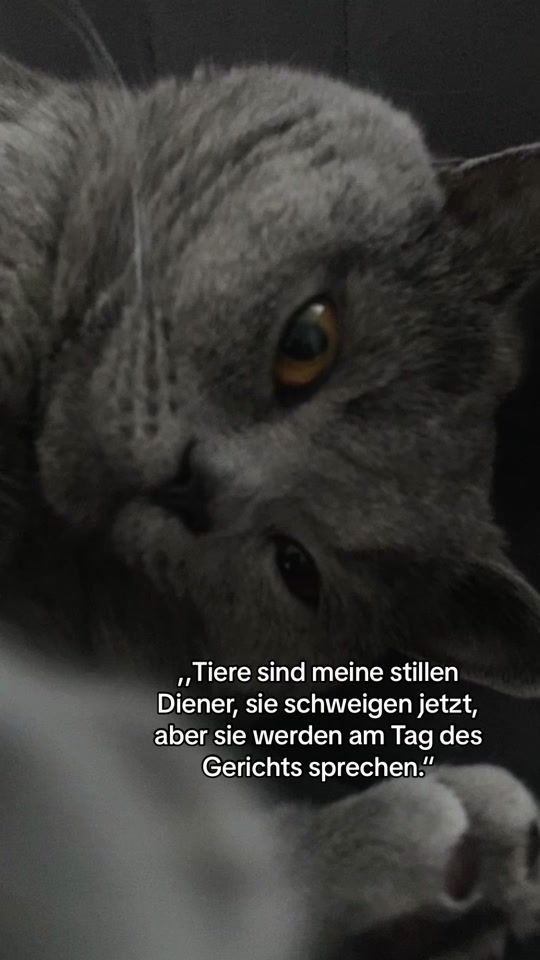 TikTok video thumbnail by mohaxhz