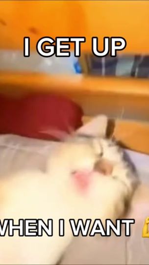 TikTok video thumbnail by cattownfm