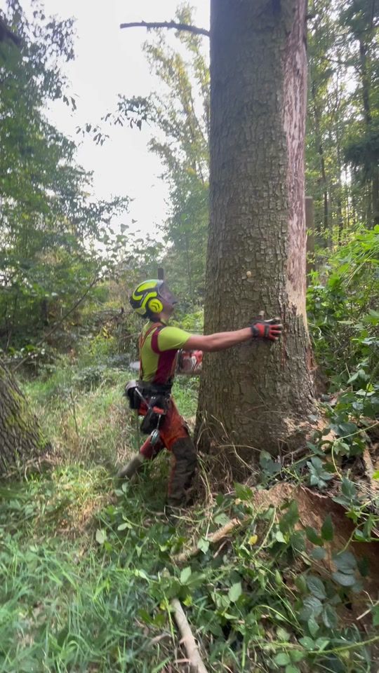 TikTok video thumbnail by matle_forsest