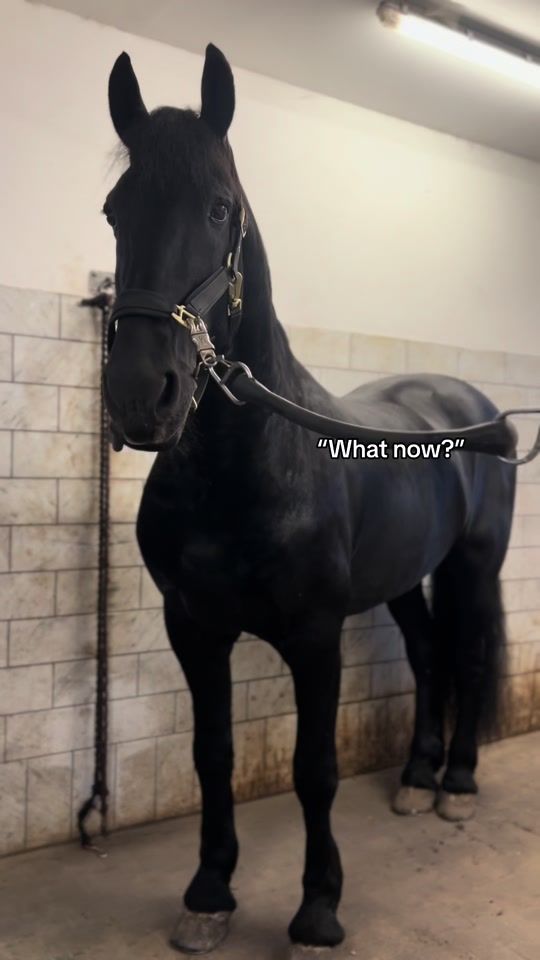TikTok video thumbnail by equestsoff