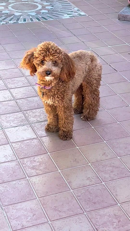 TikTok video thumbnail by 4evereverywhere