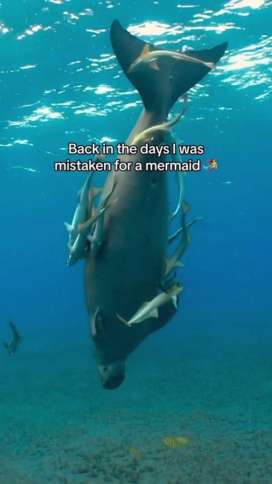 TikTok video thumbnail by lukamarieweber