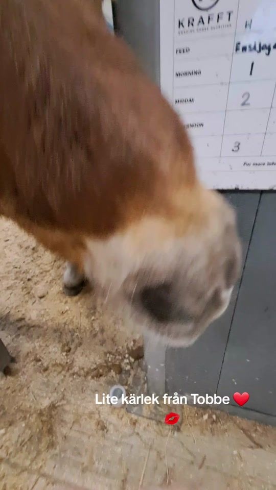 TikTok video thumbnail by equiii_.frida