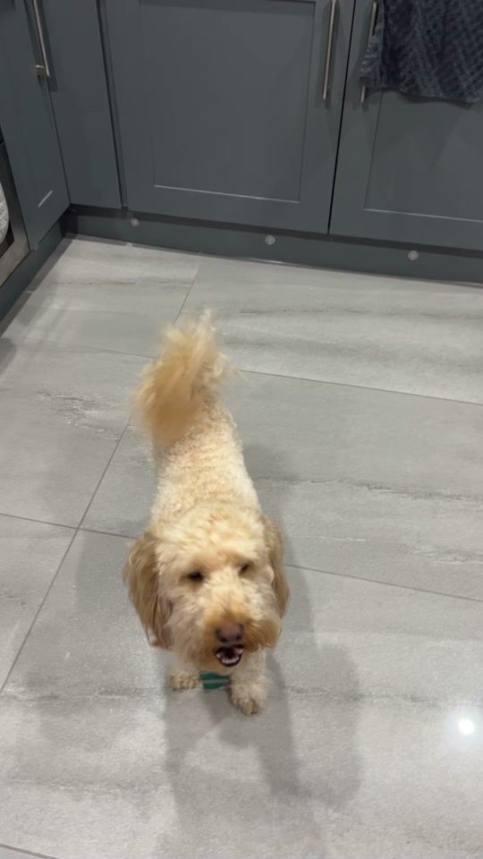 TikTok video thumbnail by wafflelawsontoycockapoo