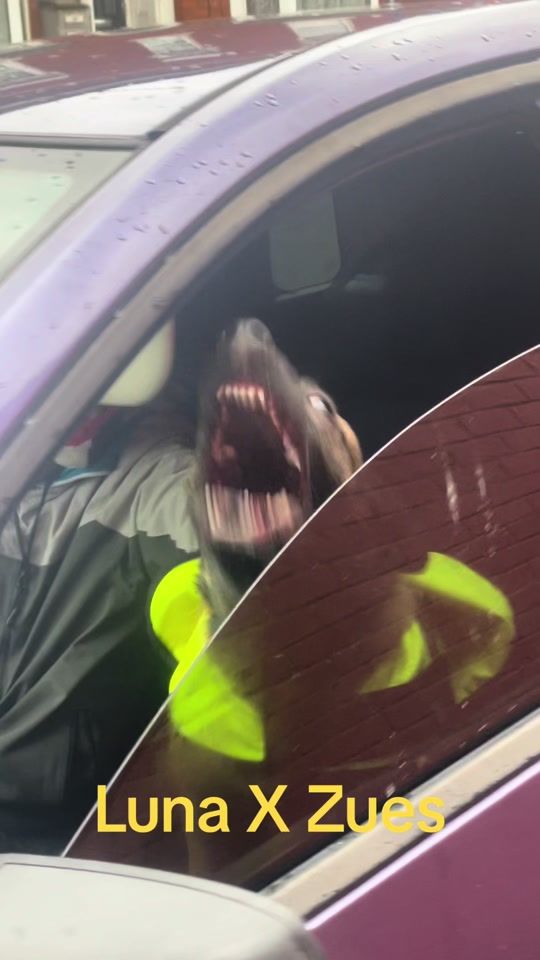 TikTok video thumbnail by sullykay9