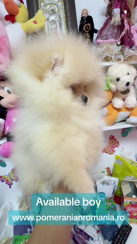 TikTok video thumbnail by pomeranian.glamour