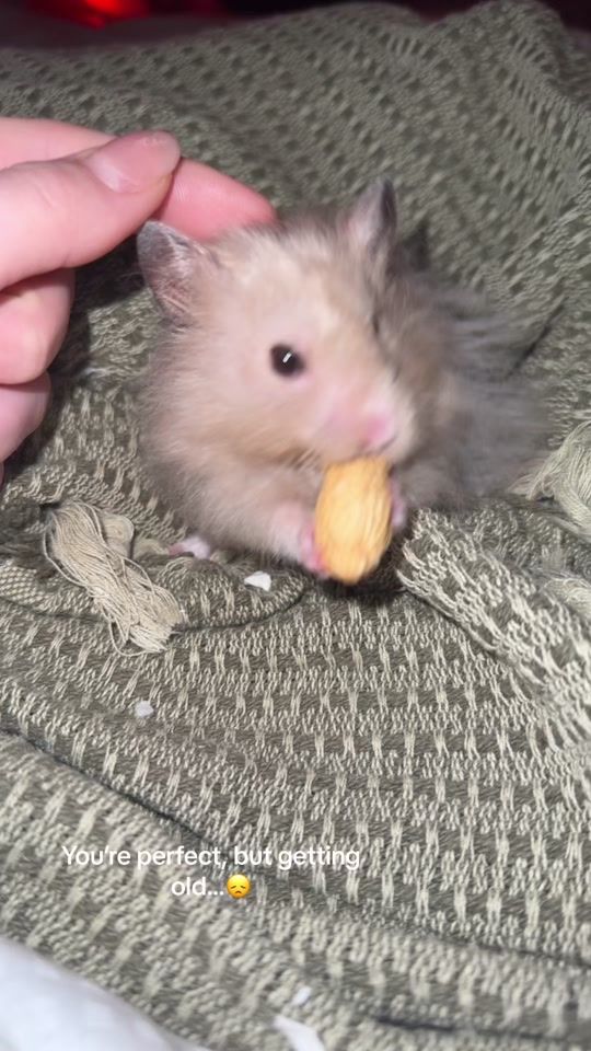 TikTok video thumbnail by _charlie.the.hamster_