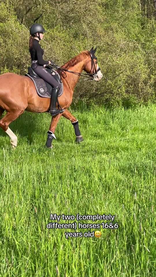 TikTok video thumbnail by herzenspferd.rudi