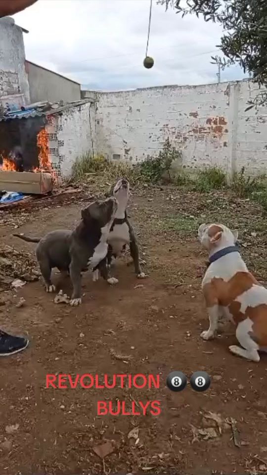 TikTok video thumbnail by franluna888