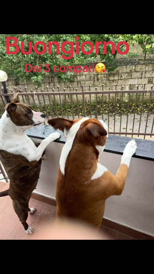 TikTok video thumbnail by fabiovitagliano1