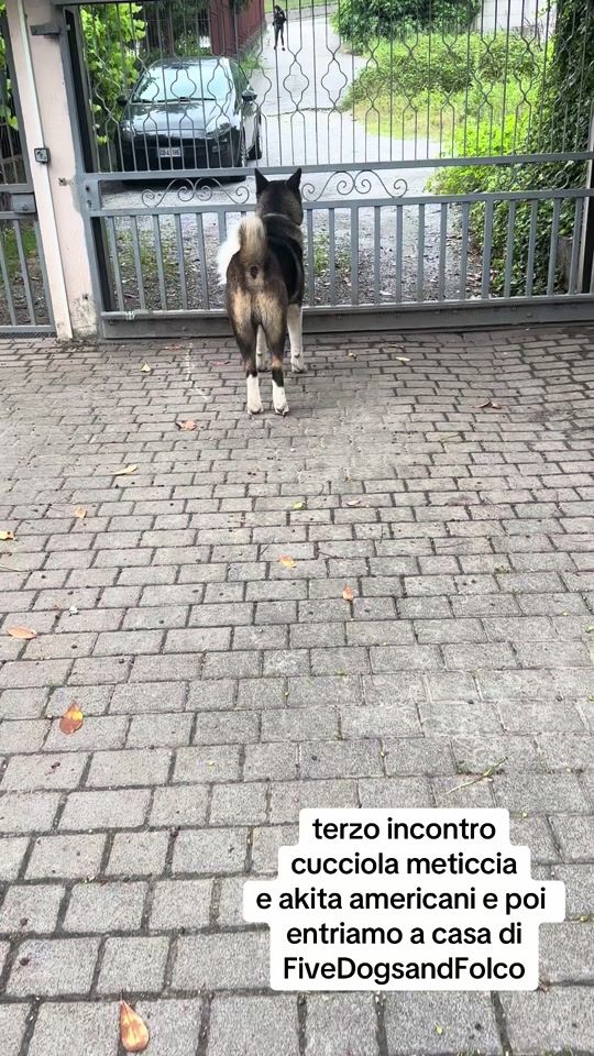 TikTok video thumbnail by folcoland