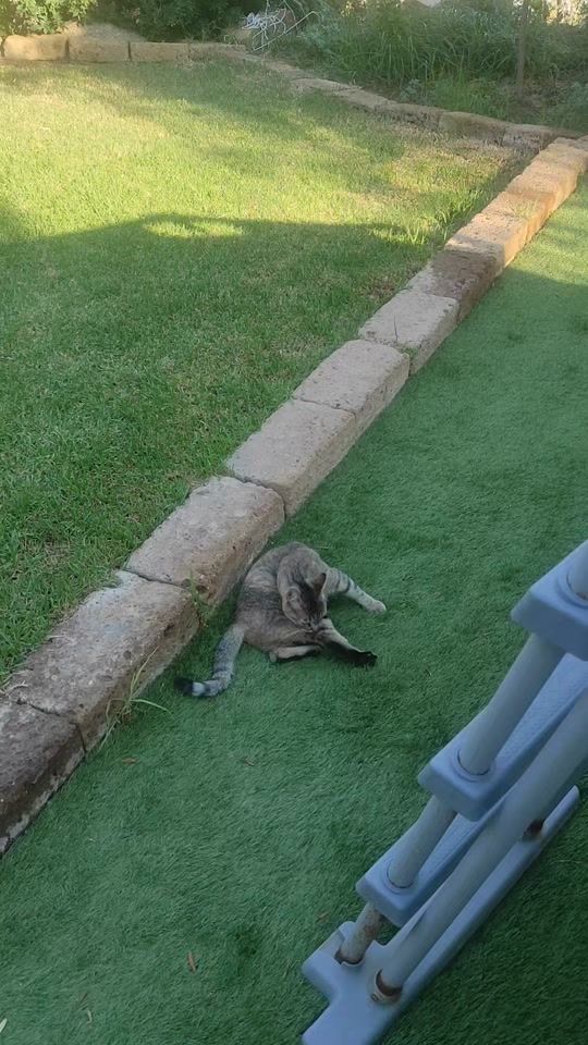 TikTok video thumbnail by claudiofana