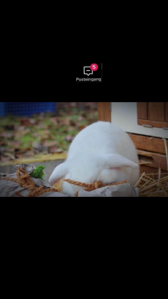 TikTok video thumbnail by .happy.bunnys