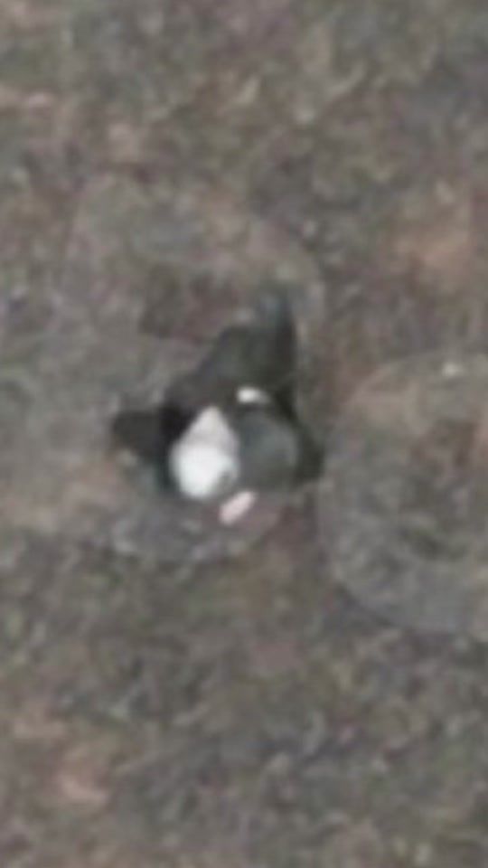 TikTok video thumbnail by aemtarg